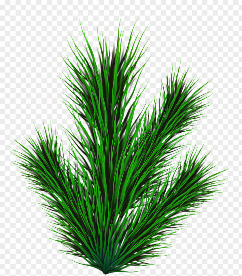 Shrub Palm Tree Background PNG