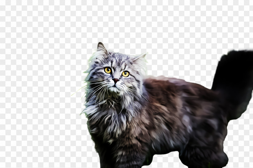 Cat Small To Medium-sized Cats Whiskers Norwegian Forest Domestic Long-haired PNG
