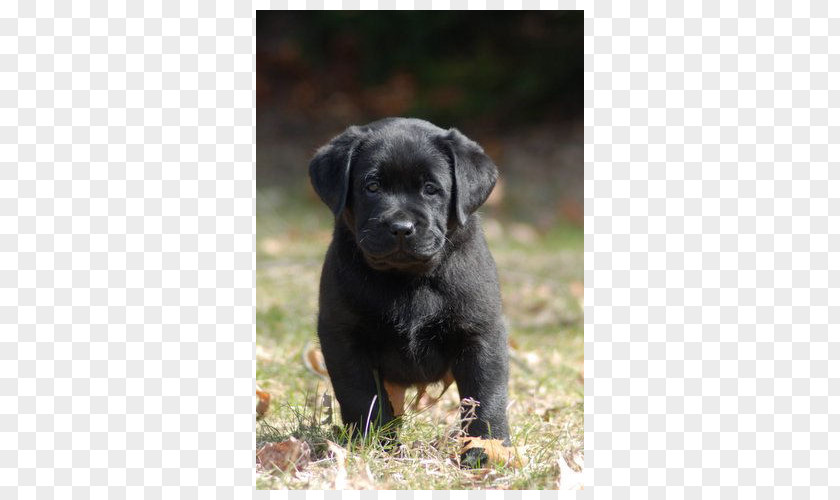 Labrador Dog Retriever Patterdale Terrier Puppy Cane Corso Polish Hunting PNG