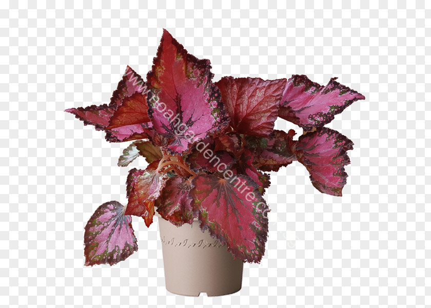 Plant Painted-leaf Begonia Petal Fern PNG