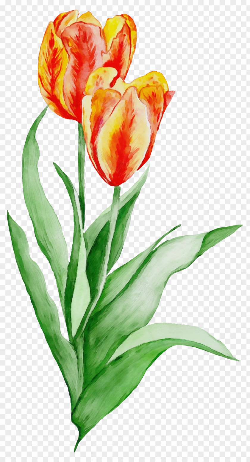Flower Tulip Petal Plant Cut Flowers PNG