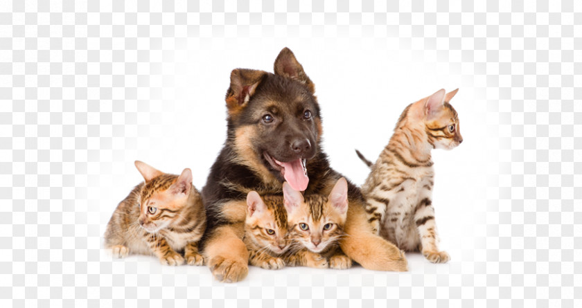 Same Dog And Cat Kitten German Shepherd Puppy Breed Bengal PNG