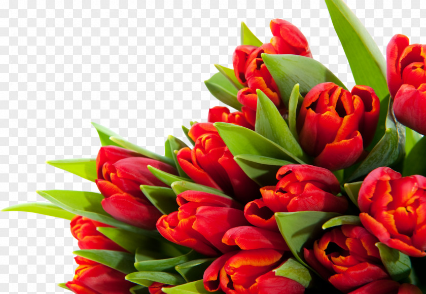 Tulips Tulip Flower Bouquet Desktop Wallpaper March 8 PNG