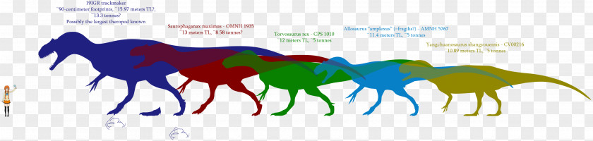 Tyrannosaurus Dinosaur Size Carcharodontosaurus Allosaurus Saurophaganax PNG
