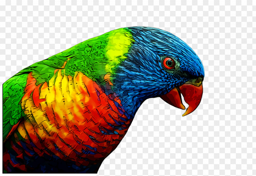 Wing Parrot Bird PNG