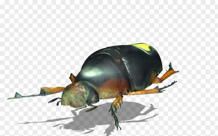 Beetle Dung Weevil Scarab Pest PNG