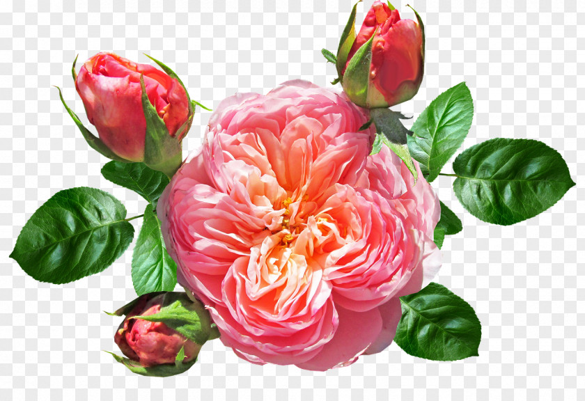Camellia Anthurium Floral Flower Background PNG