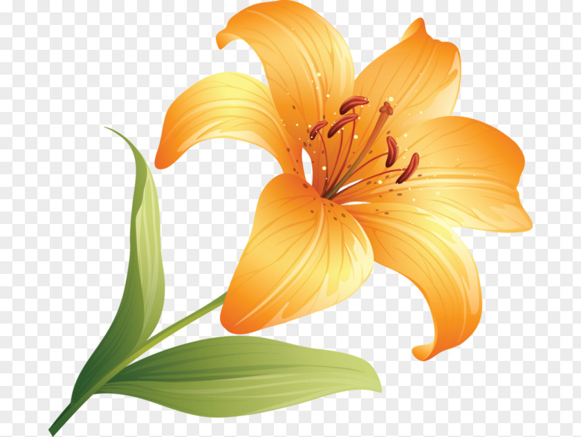 Flower Lilium Bulbiferum Daylily PNG