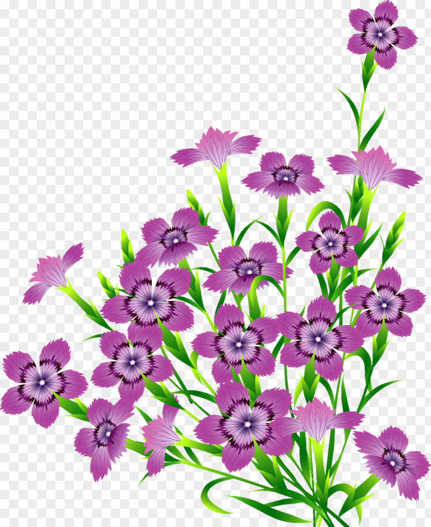 Gazania Flower PNG
