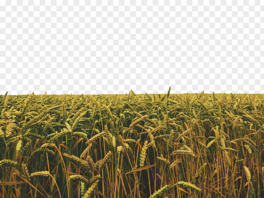 Golden Wheat Crop Stock Photography Field PNG