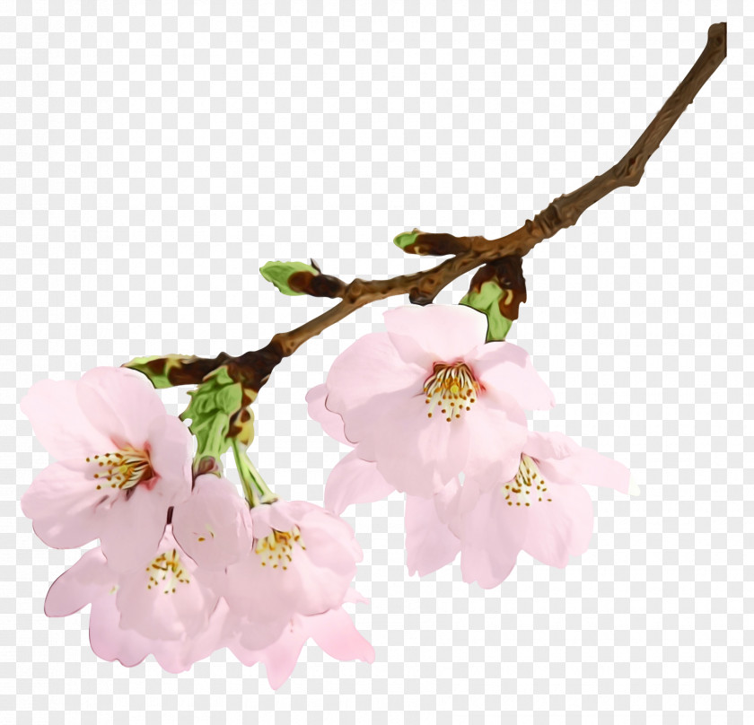 Photography Image Desktop Wallpaper Cherry Blossom PNG