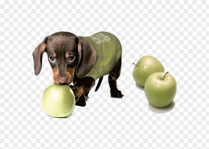 Puppies And Apples Sphynx Cat Dachshund Puppy Dog Breed Manzana Verde PNG