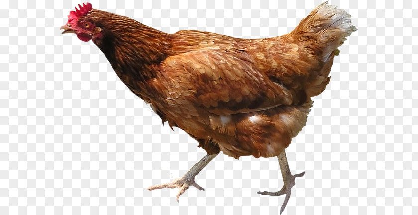 Serama Broiler Roast Chicken Urban Hen PNG