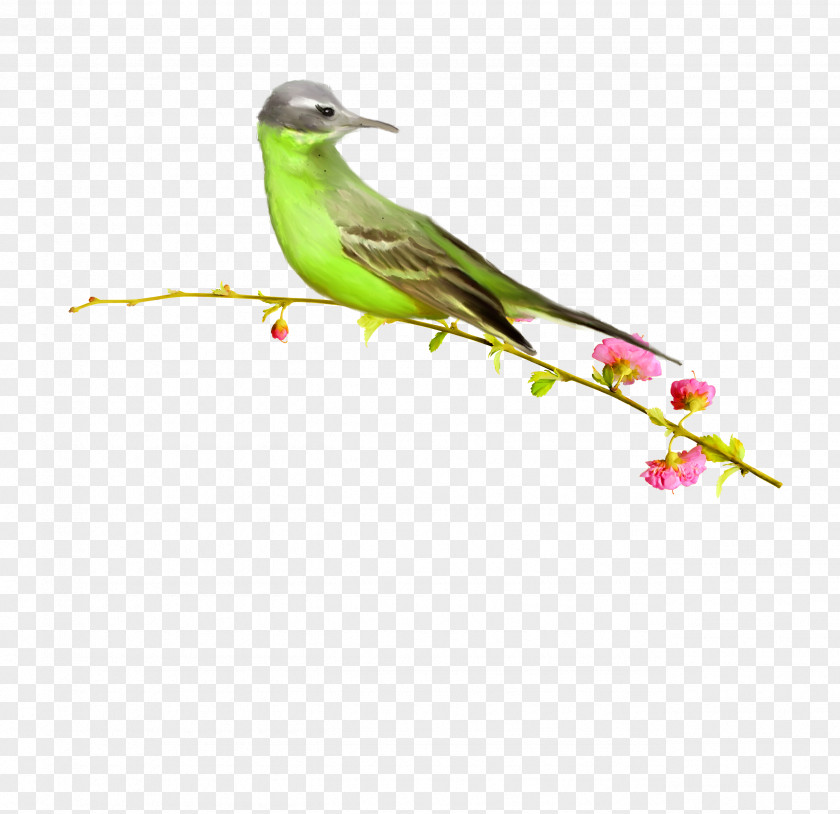 Vector Birds Bird Clip Art PNG