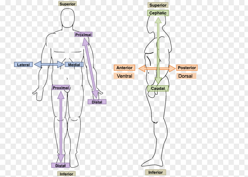 Hand Homo Sapiens Human Anatomy & Physiology Body PNG