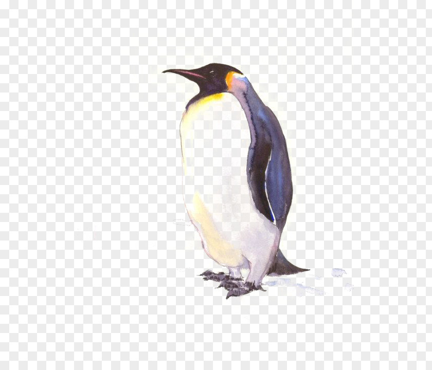 Penguin King Antarctic Drawing Poster PNG