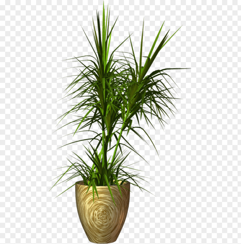 Plant Flowerpot PNG