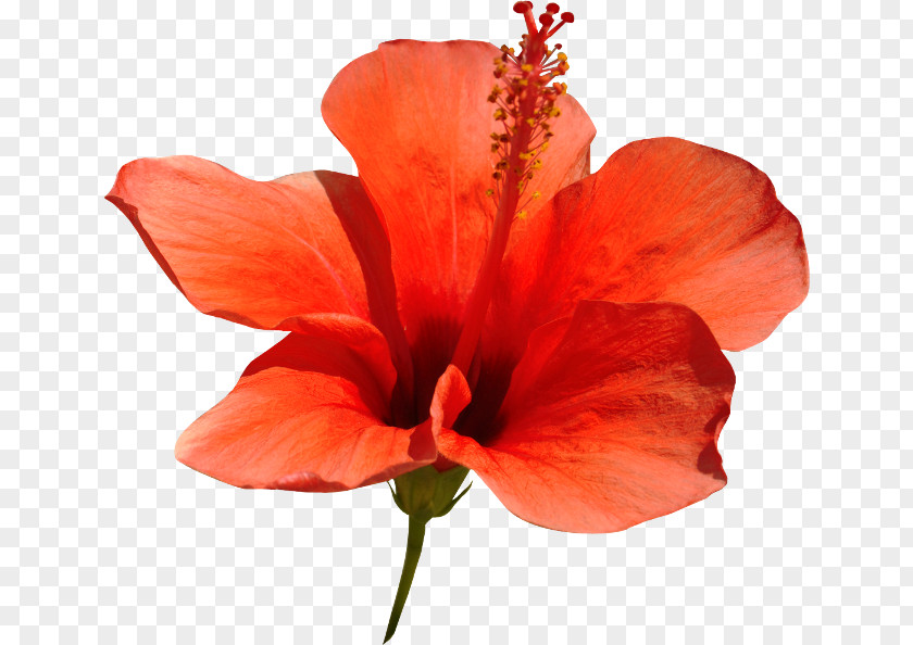 Red Hibiscus Shoeblackplant Google Images PNG