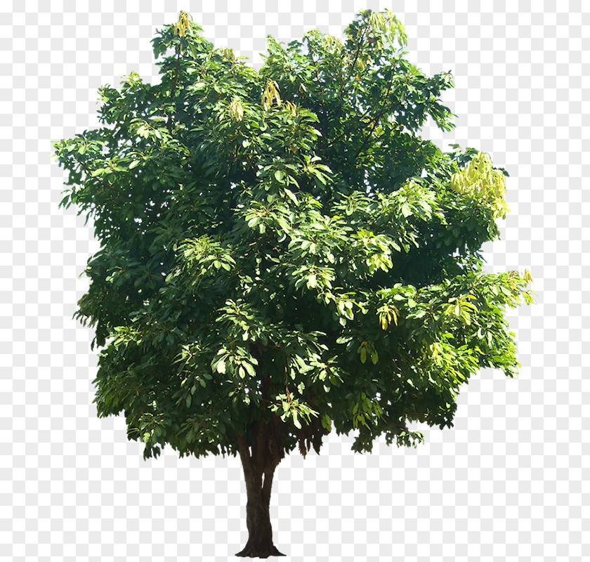 Fig Ficus Virens Populus Alba Quercus Suber Banyan Plant PNG