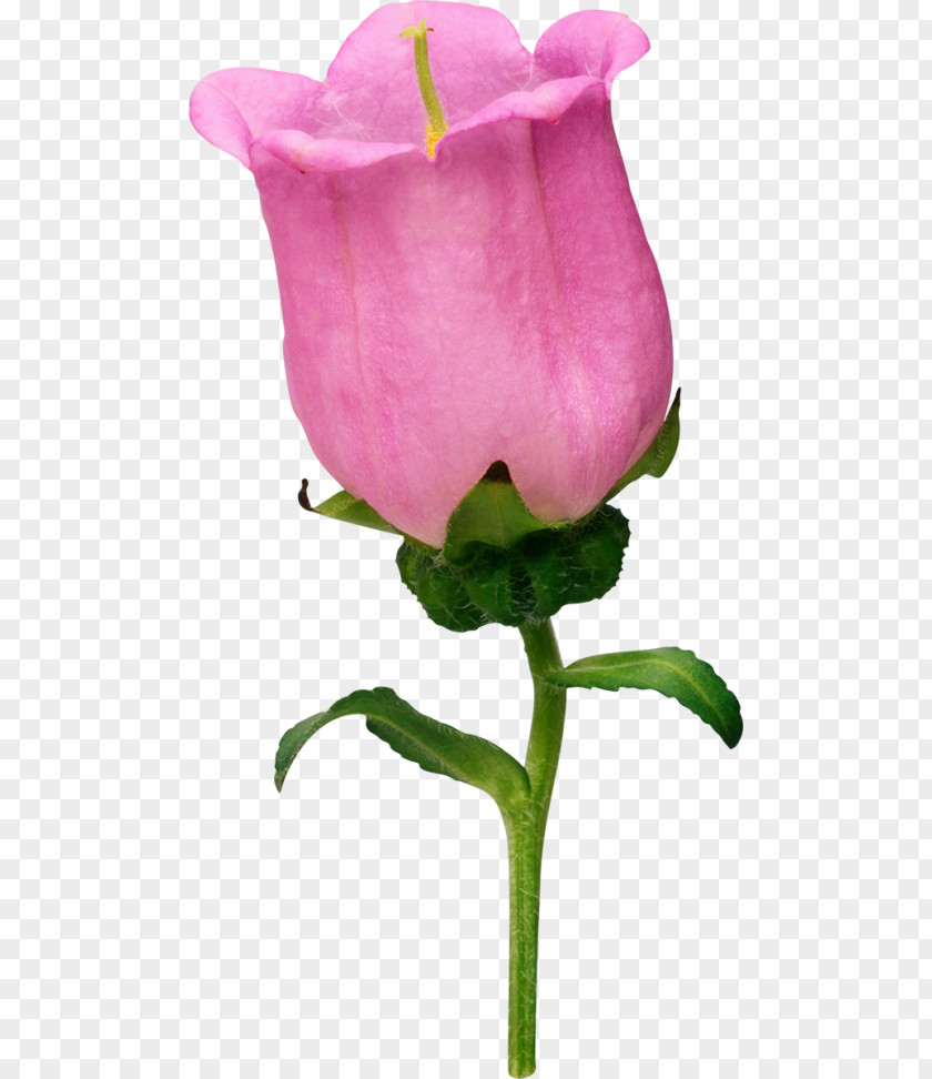 Flower Garden Roses Cabbage Rose Bellflowers Petal PNG