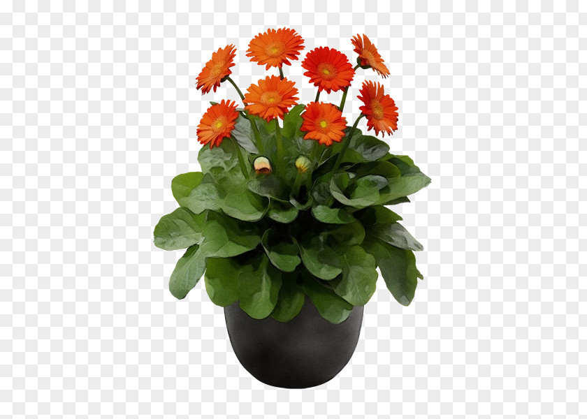 Geranium Perennial Plant Watercolor Floral Background PNG