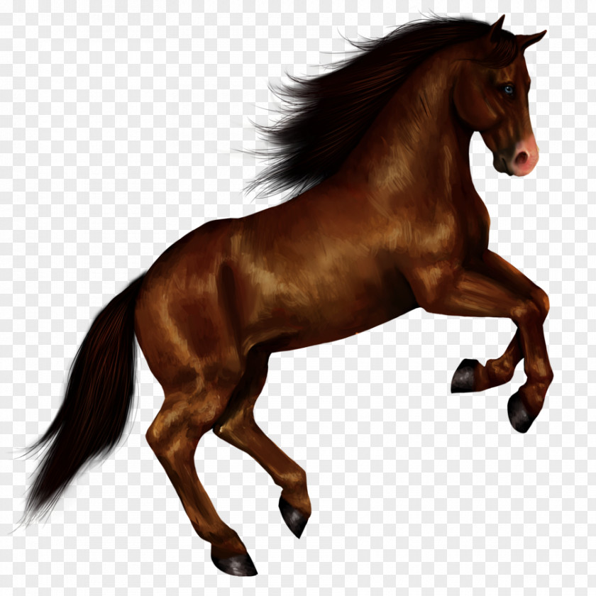 Horse American Paint Standing Clip Art PNG