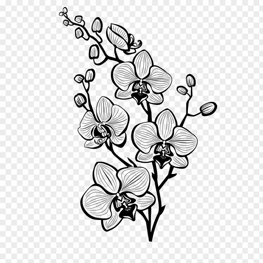 /m/02csf Clip Art Floral Design Cut Flowers Drawing PNG