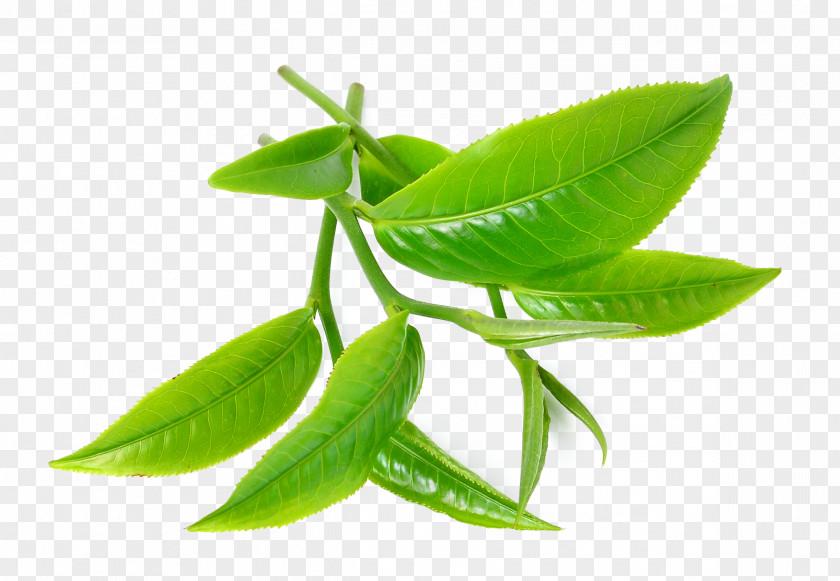Tea Leaves Green Tree Oil Camellia Sinensis PNG