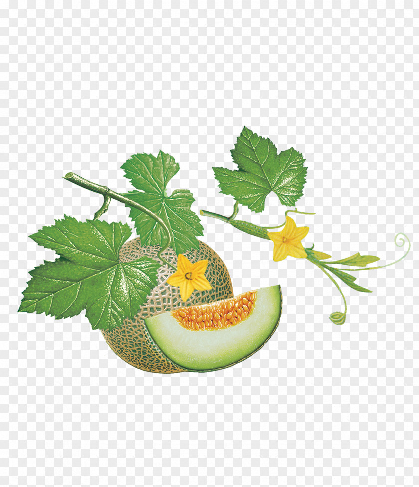 With A Rattan Of Melon Fruit Peach Cantaloupe PNG