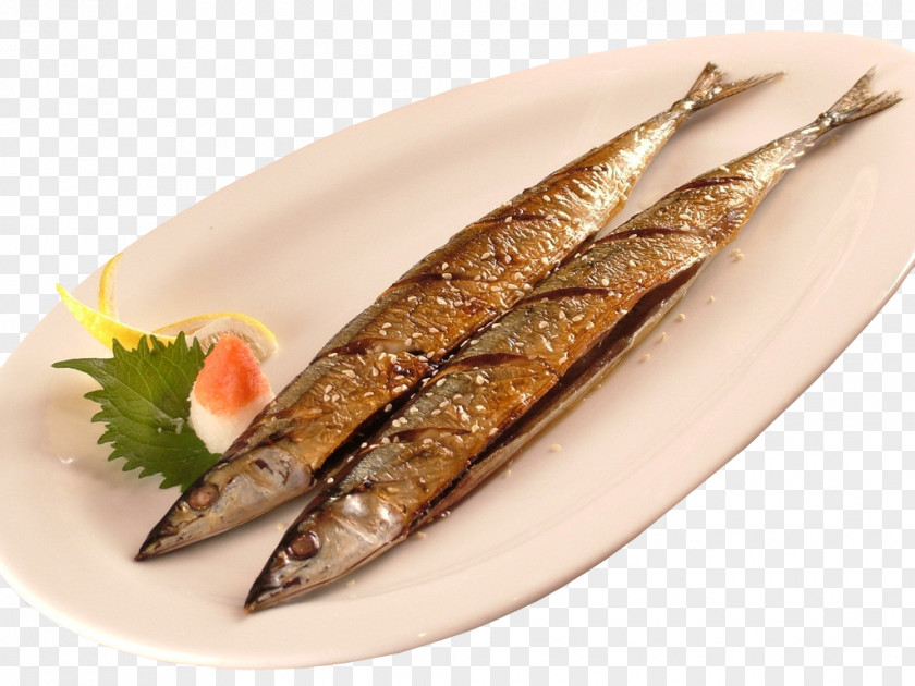 A Turtle Saury Pacific Barbecue Fish PNG