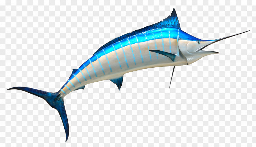 Fish Swordfish Fishing PNG