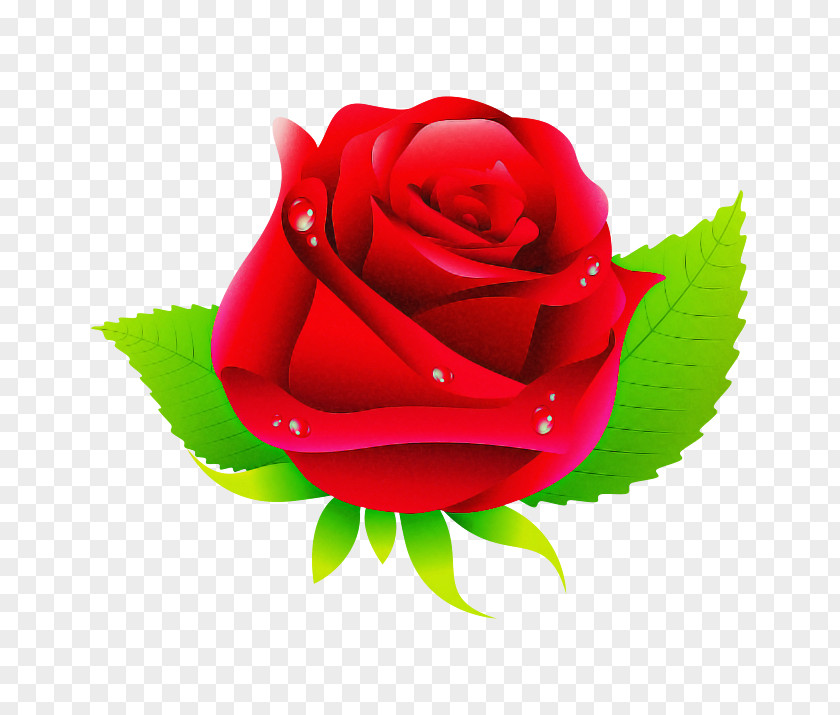 Garden Roses PNG