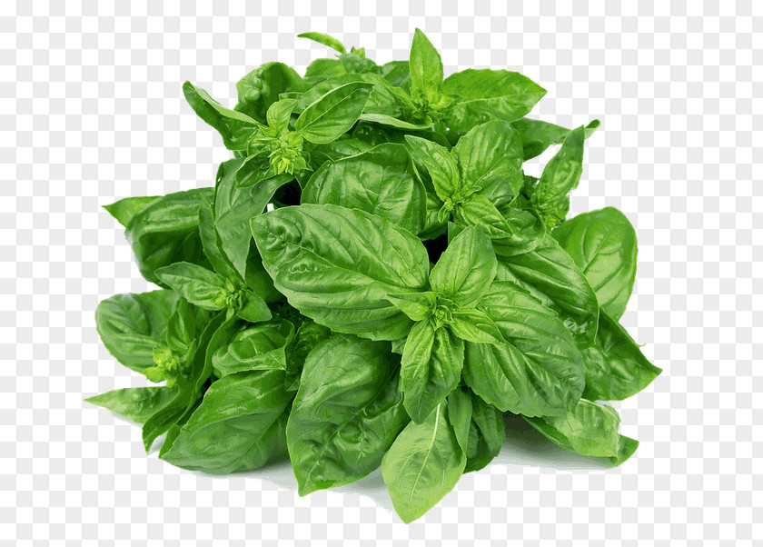 Leaf Plant Basil Flower Food PNG