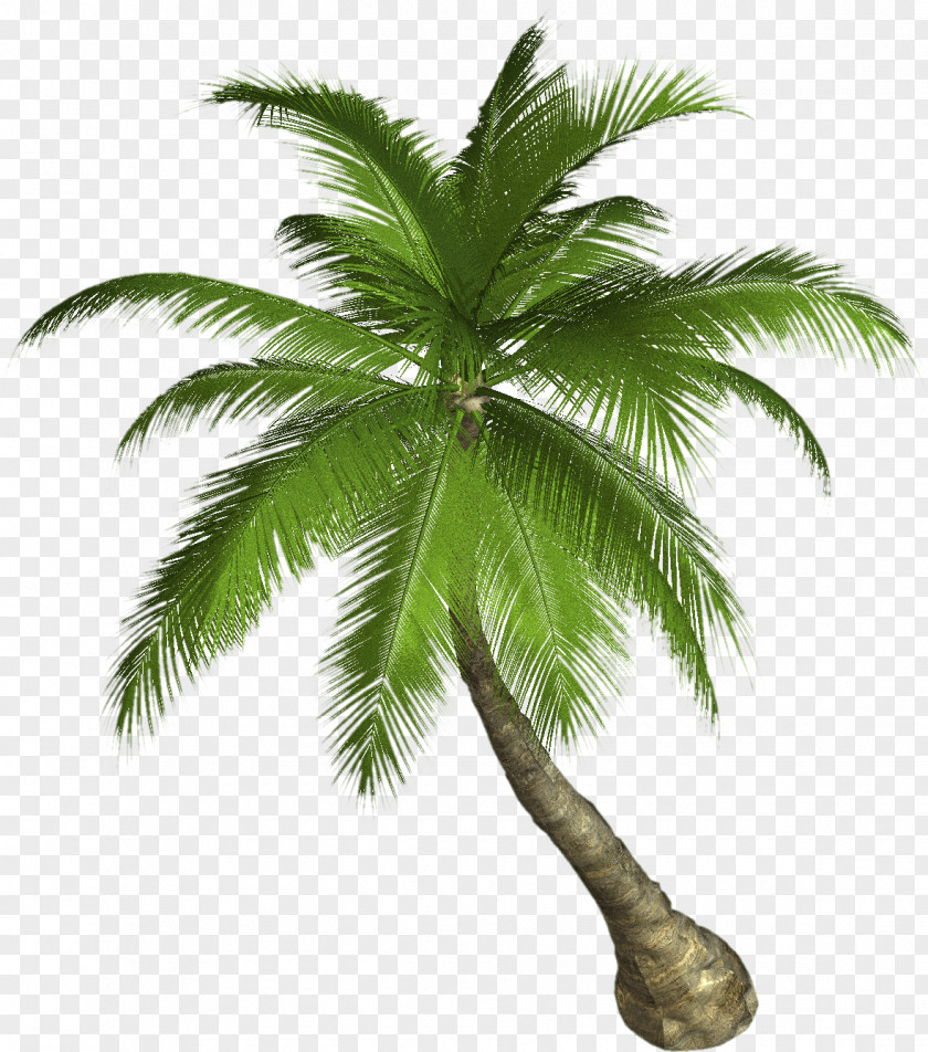 Palm Leaves Arecaceae Tree Coconut Clip Art PNG