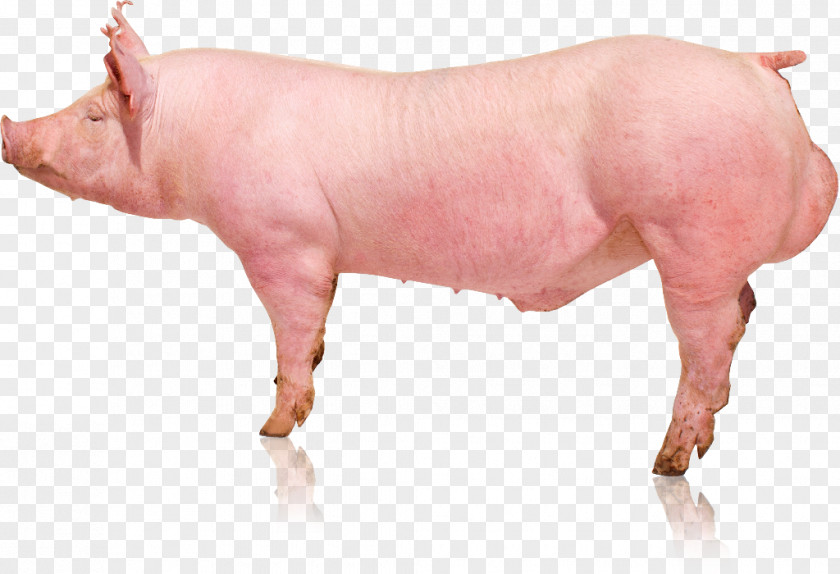Pig Domestic Pig's Ear Verraco Genetics PNG