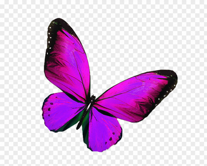Pink Butterfly Symbol PicsArt Photo Studio Photography Image Editing PNG