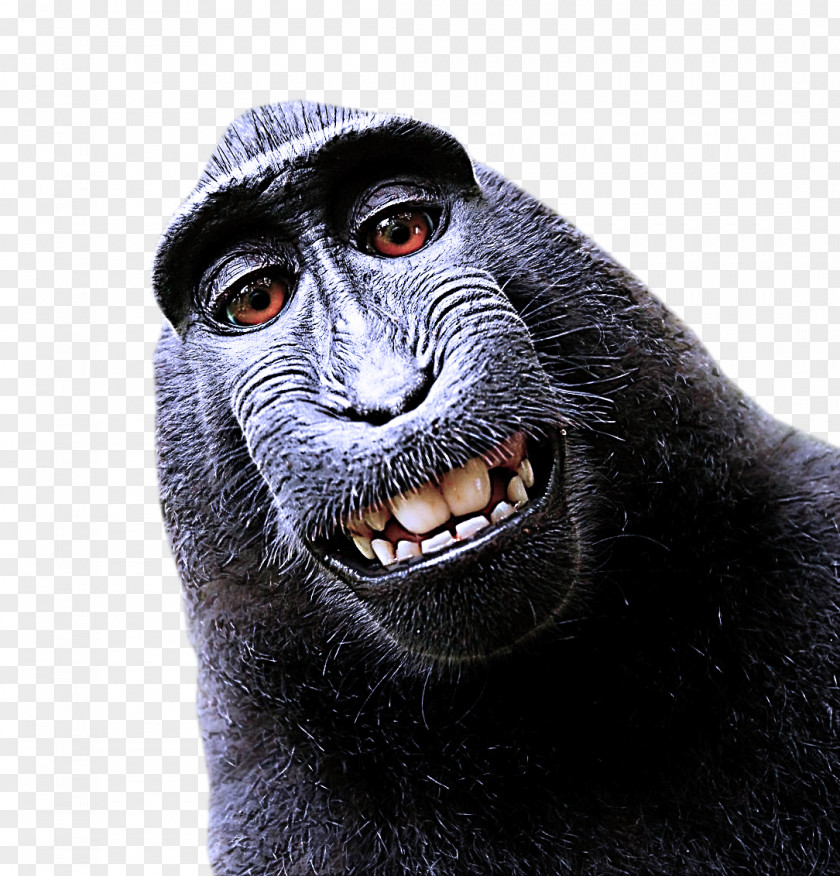 Smile Common Chimpanzee Old World Monkey Snout Macaque Wildlife PNG