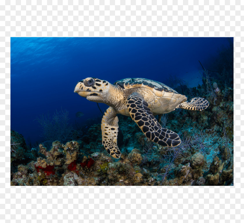 Turtle Loggerhead Sea Hawksbill Coral Reef Tortoise PNG