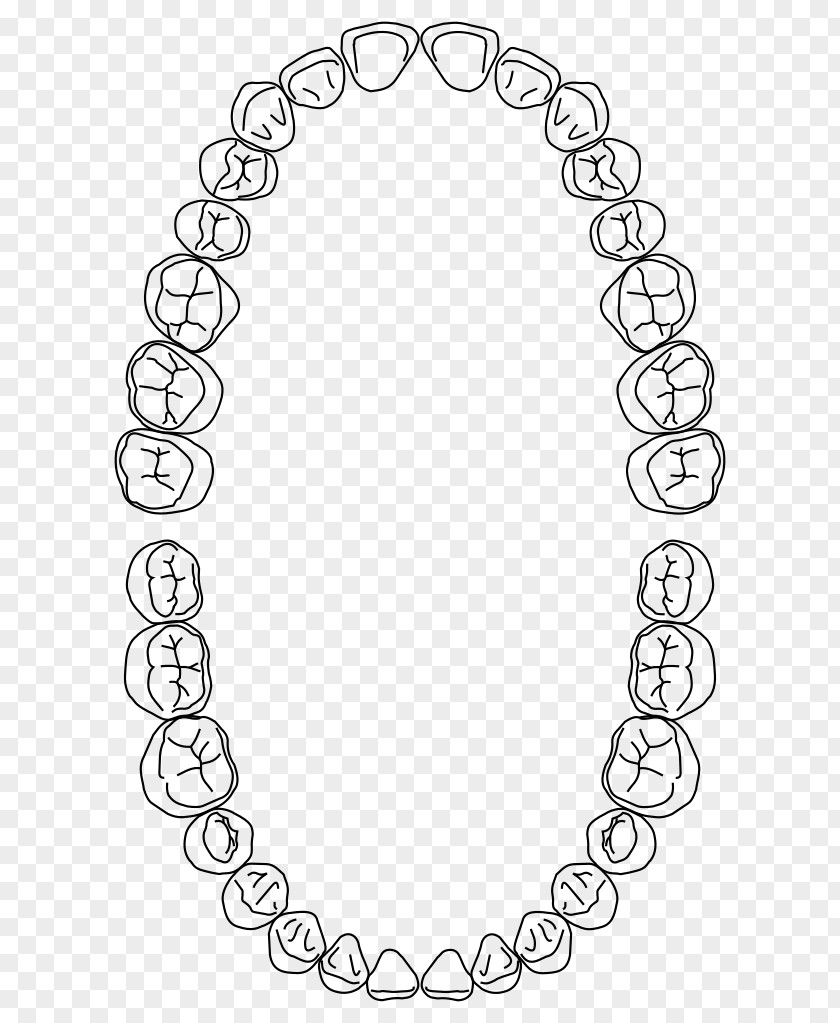 Arches Dental Arch Dentistry Human Tooth Midline PNG