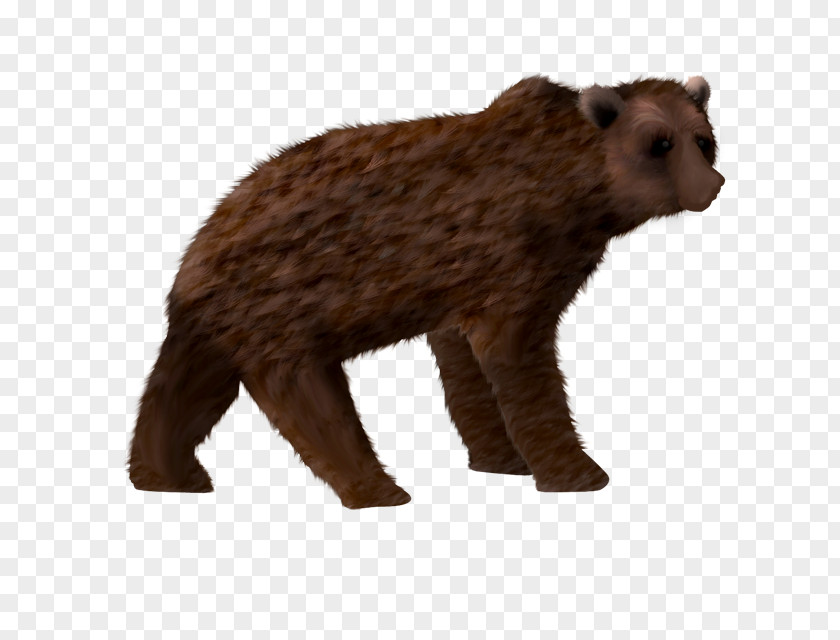 Bear Grizzly Description PNG