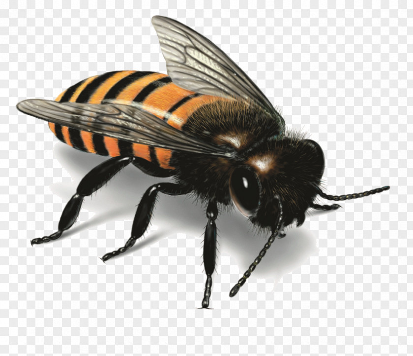 Bee Image Honey Insect Illustration PNG