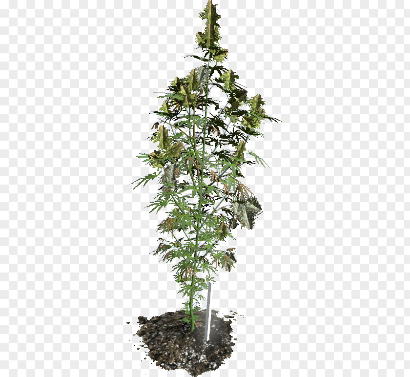 Cannabis DayZ Hash, Marihuana & Hemp Museum Cultivation PNG