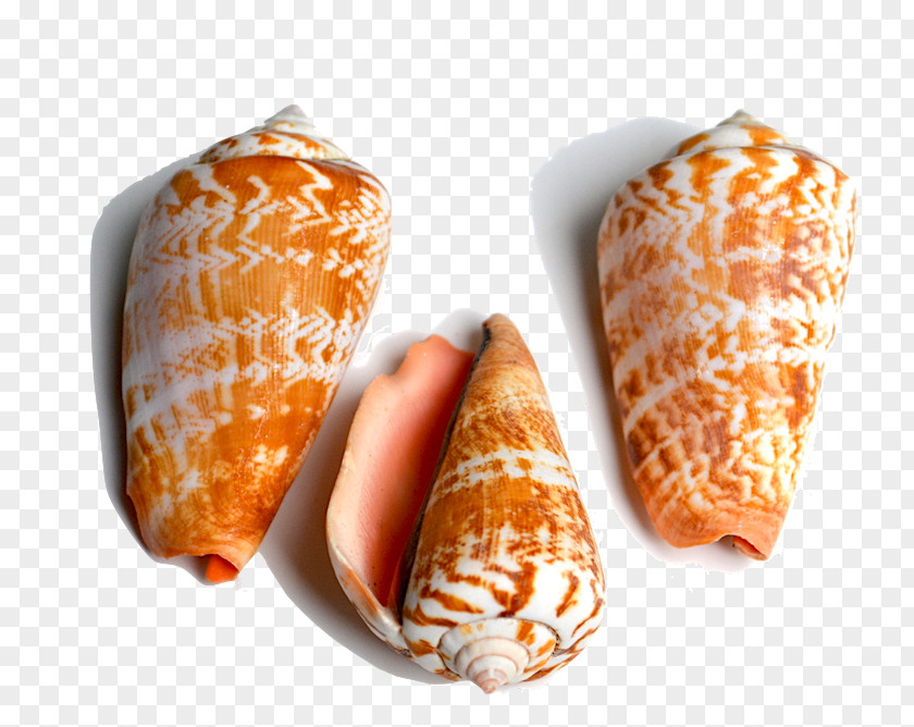 Conch Seashell Conchology Cone Snails Cowry PNG