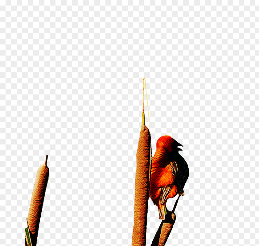 Feather PNG