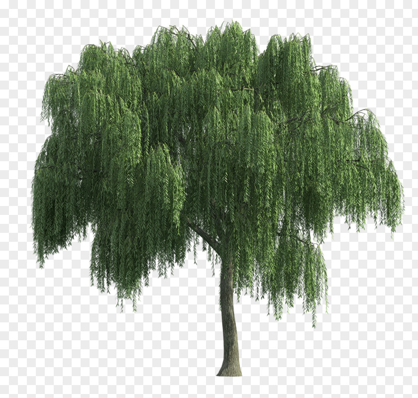 Tree PNG