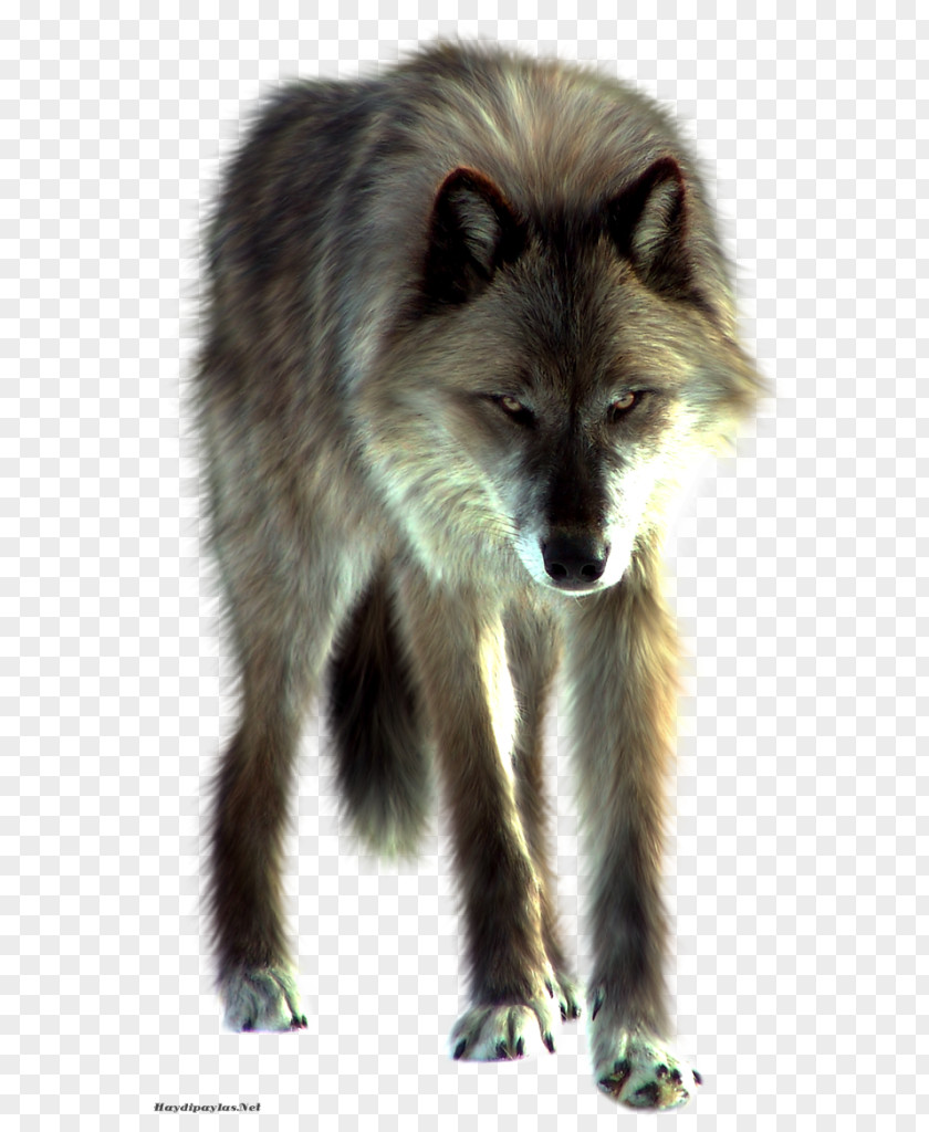 Wolf Clip Art Desktop Wallpaper Image PNG