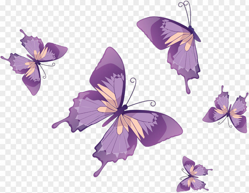 Butterfly Monarch Drawing Clip Art PNG