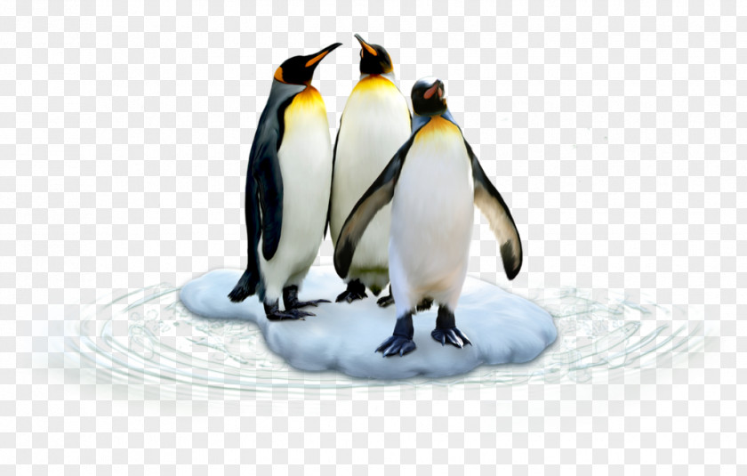 Emperor Penguins On Ice King Penguin Polar Regions Of Earth Antarctic PNG