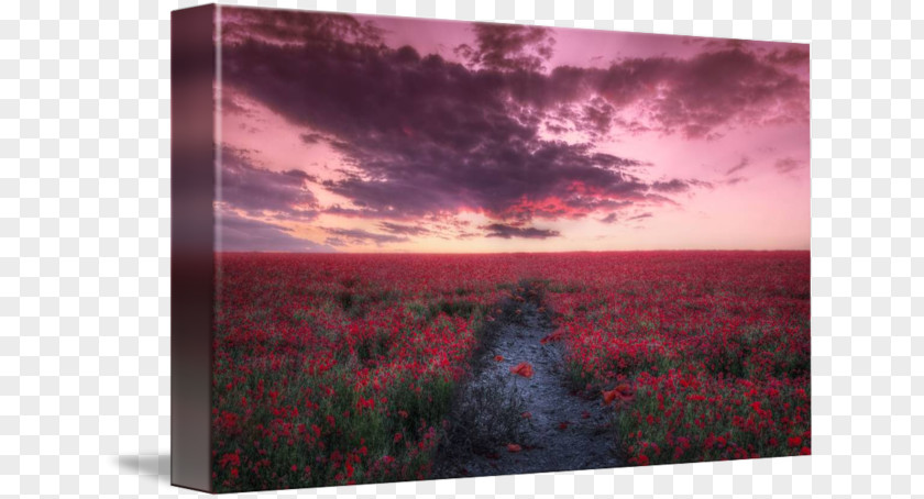 Poppy Field Painting Picture Frames Flower Sky Plc PNG