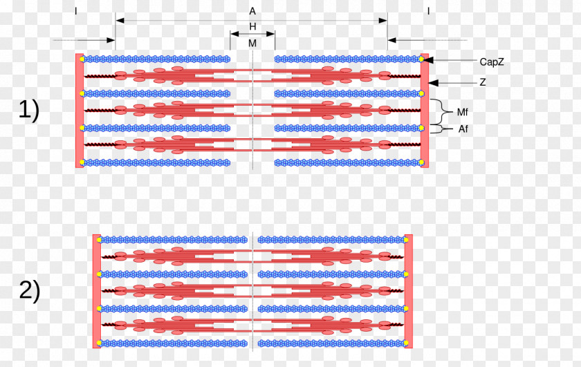 Richfield Sliding Filament Theory Muscle Contraction Myosin Sarcomere Myofilament PNG